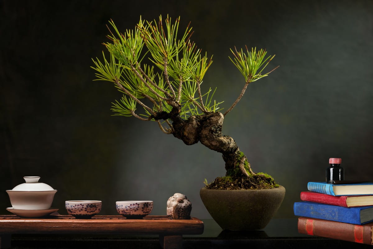 Chậu cây bonsai nhỏ gọn kiểu dáng độc đáo