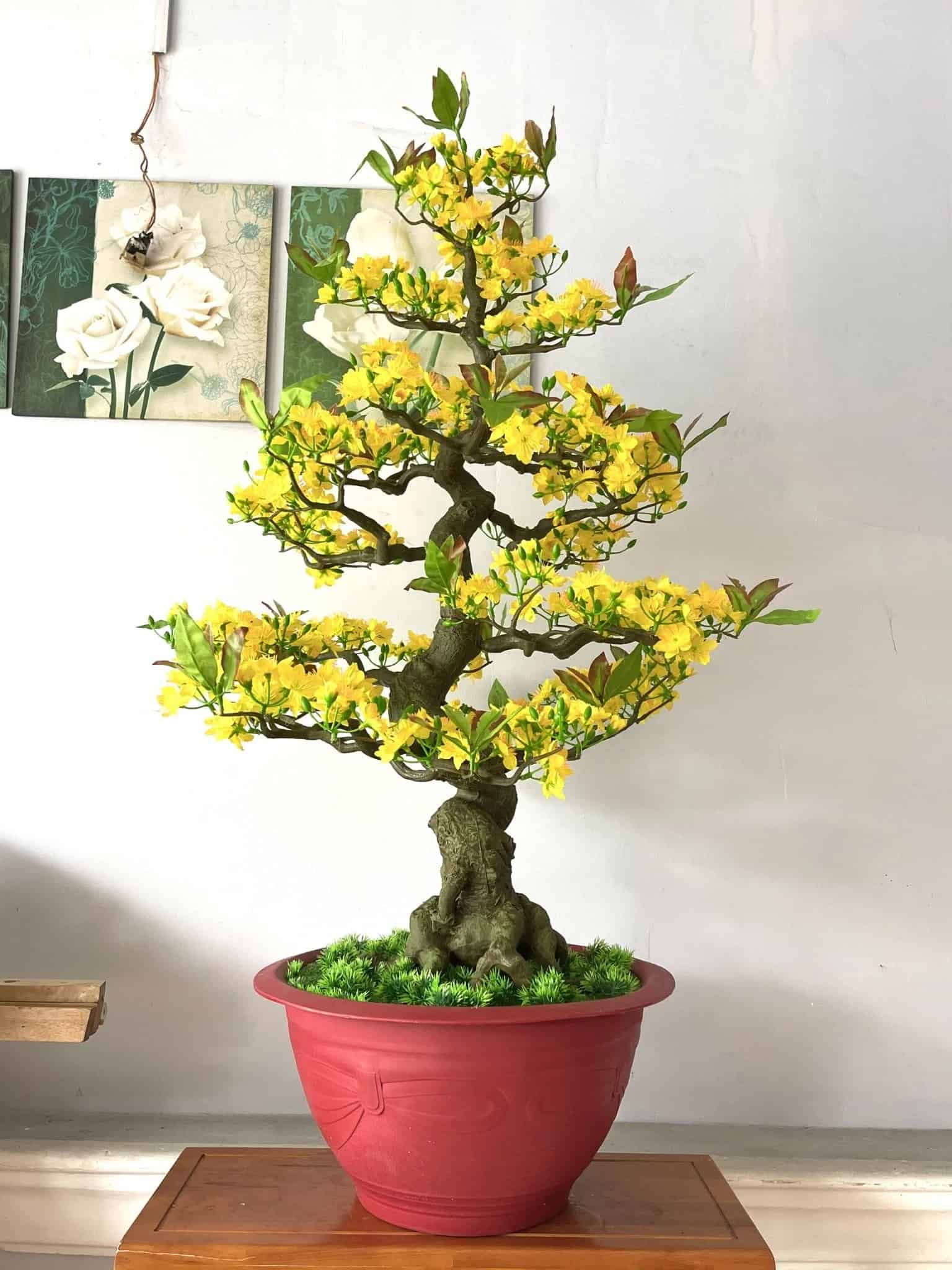 Trang trí Tết phòng khách với cây cảnh và cây bonsai