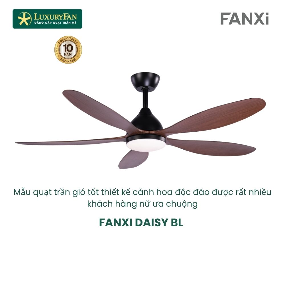 FANXI DAISY